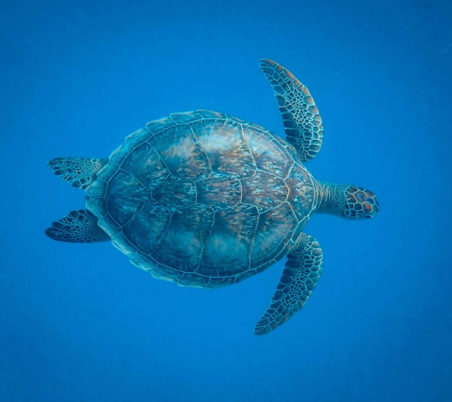 francesco-ungaro-GX81x7KTfIw-unsplash